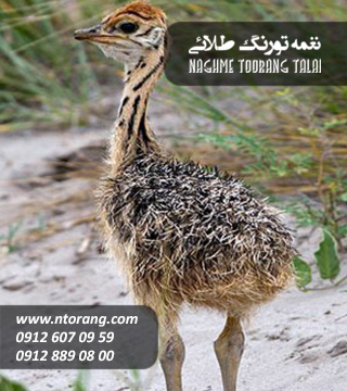 جوجه شتر مرغ سه ماهه